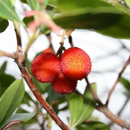 Monte Da Sapaleira منزل ريفي ألخيزور