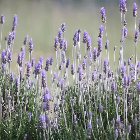 Monte Da Sapaleira * ألخيزور